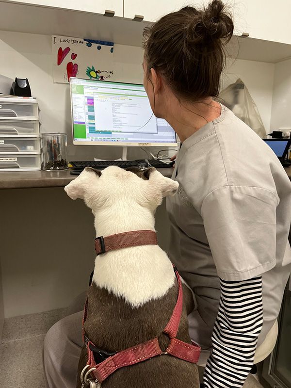 Woman and a dog are Looking at a Computer Screen — Northern Illawarra Veterinary Hospital