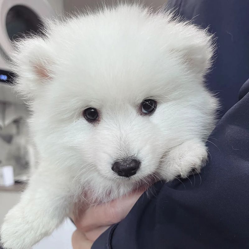 Person is Holding a Small white Puppy in their arms — Northern Illawarra Veterinary Hospital