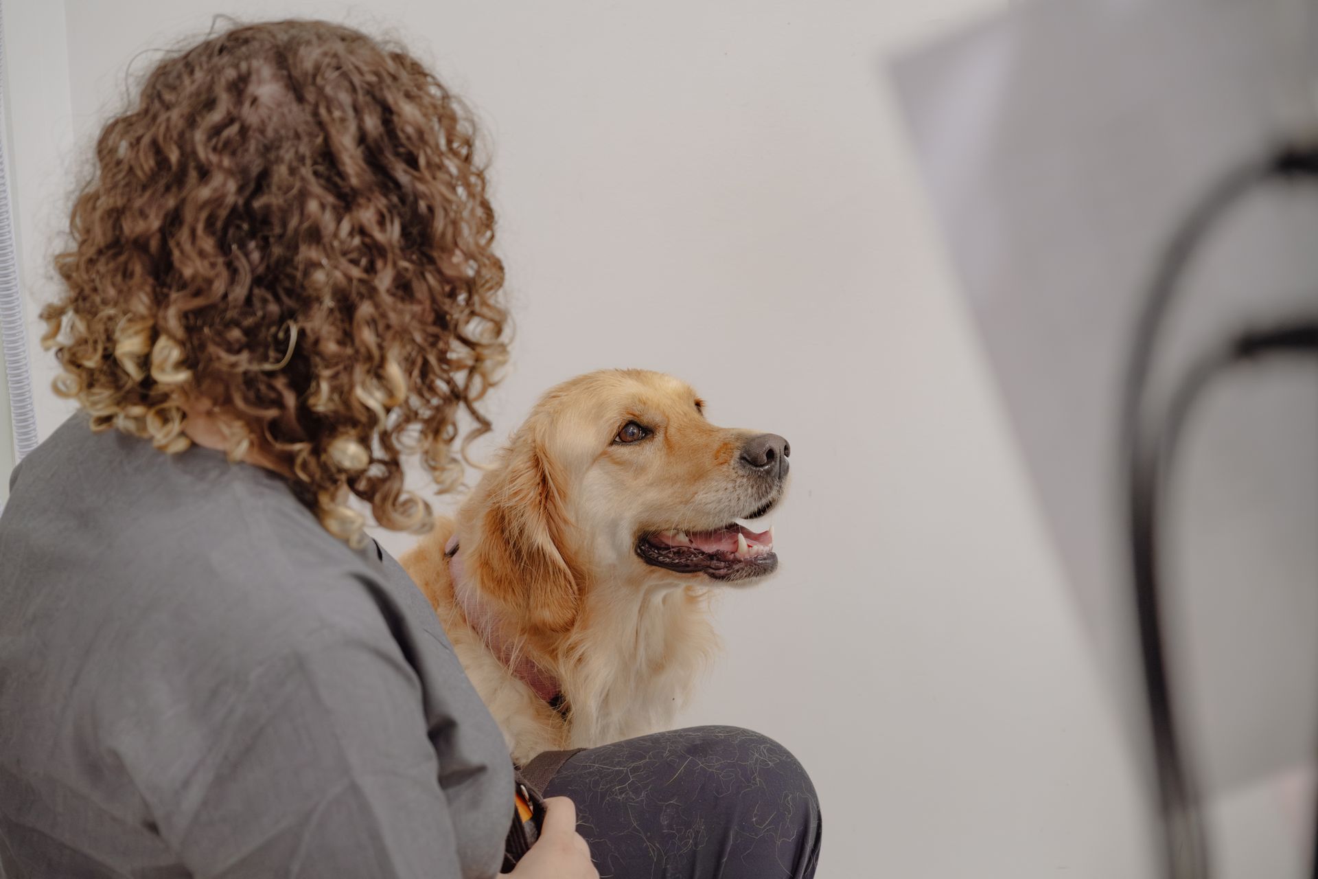 Dog is Laying Next to a Sign that says I WAS BRAVE TODAY — Northern Illawarra Veterinary Hospital