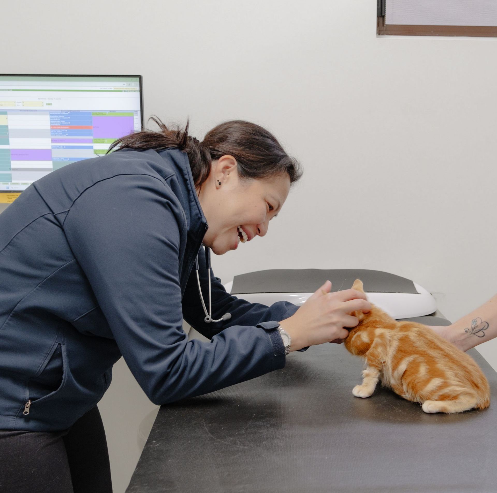 Group of Dachshund Puppies Sleeping on a Blanket — Northern Illawarra Veterinary Hospital