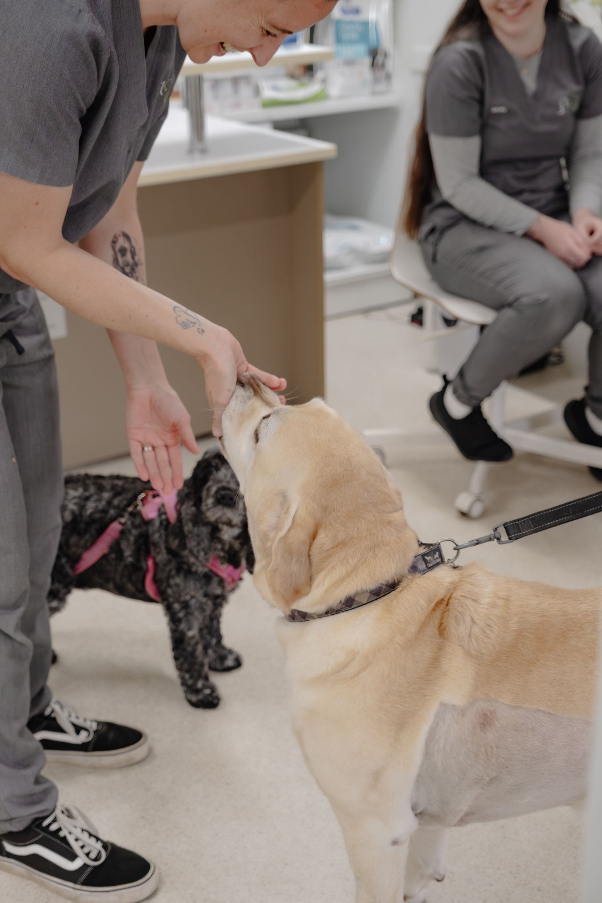 Woman is Holding a Small brown dog Wearing a pink Bandana — Northern Illawarra Veterinary Hospital