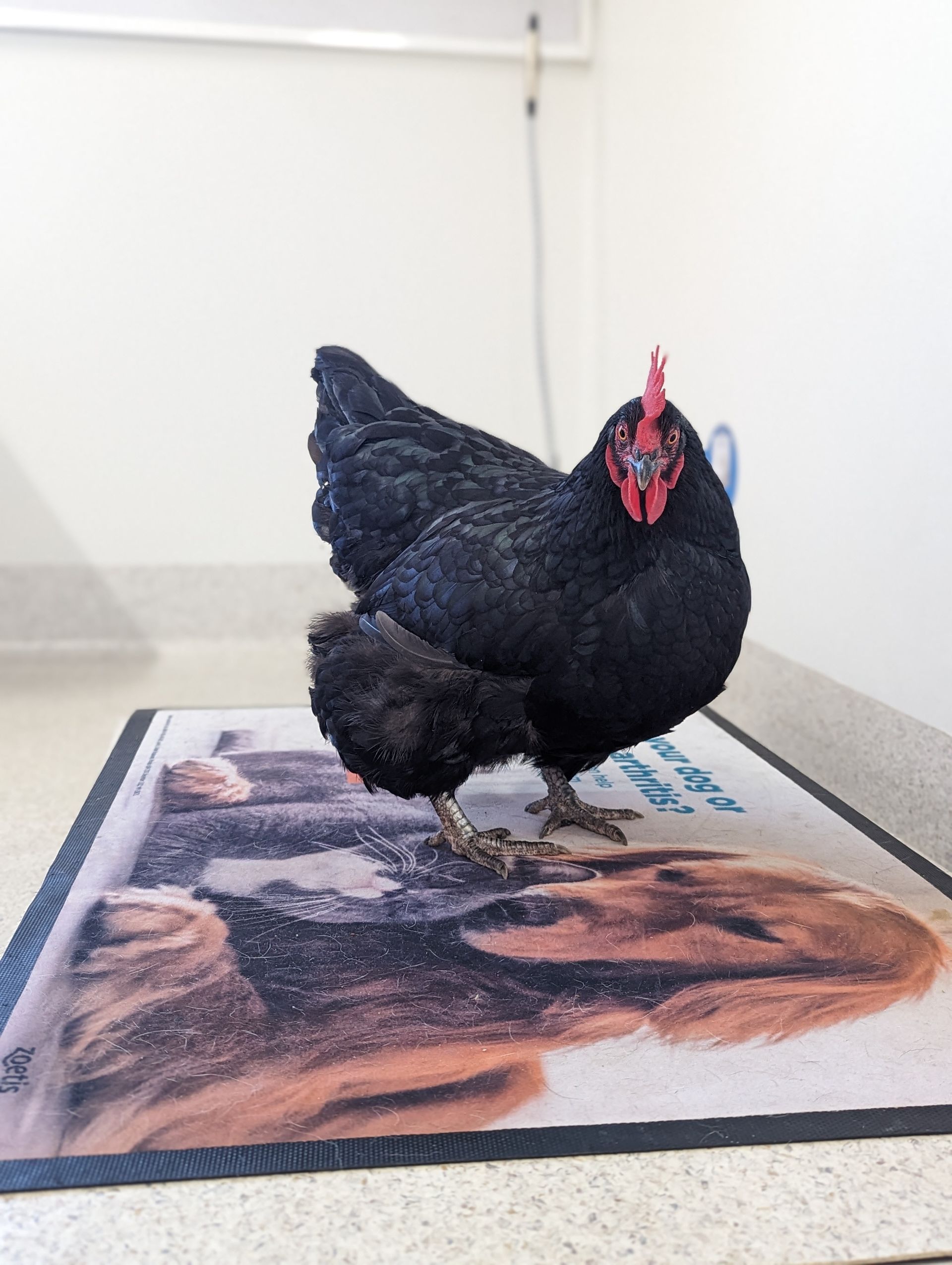 Black and white Rabbit is Eating Green Leaves — Northern Illawarra Veterinary Hospital