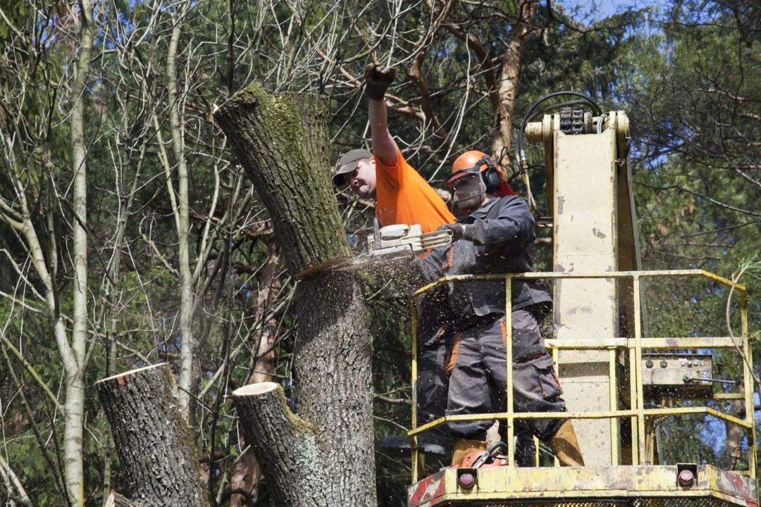 taglio alberi ad alto fusto