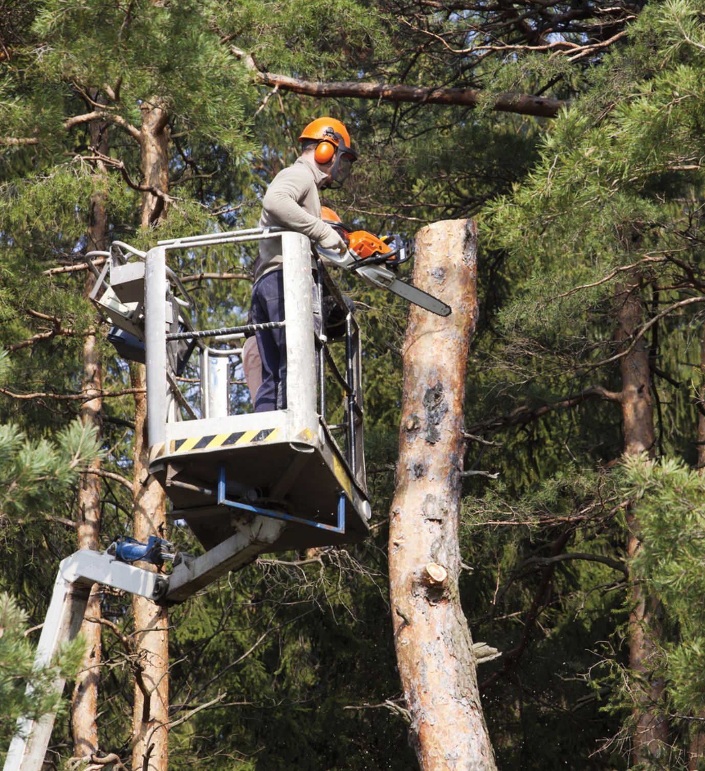 Abbattimento di alberi alto fusto