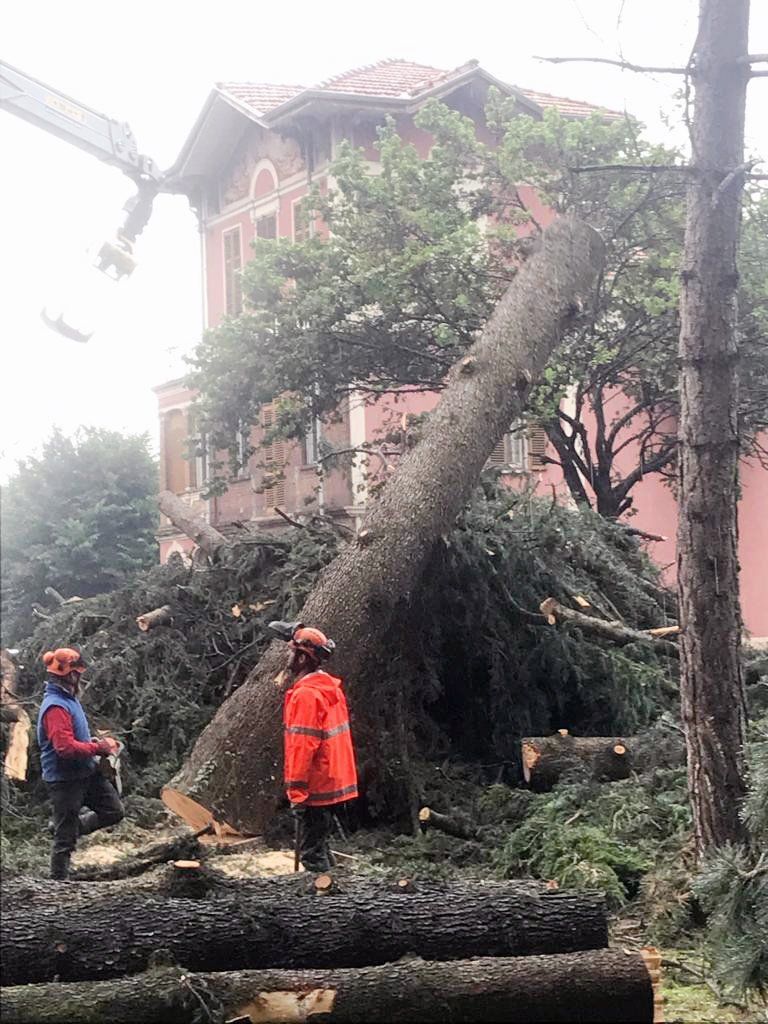 Potature e abbattimenti