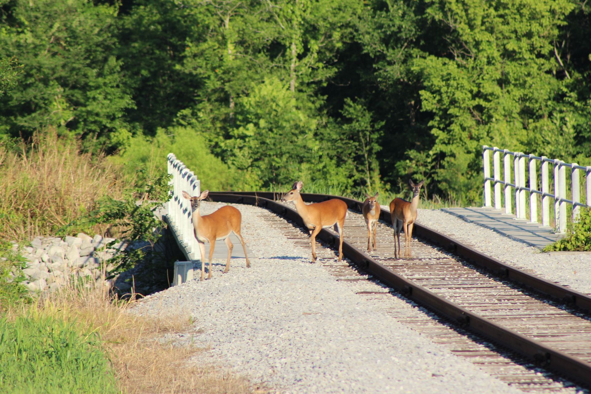 wildlife habitat photograph deer