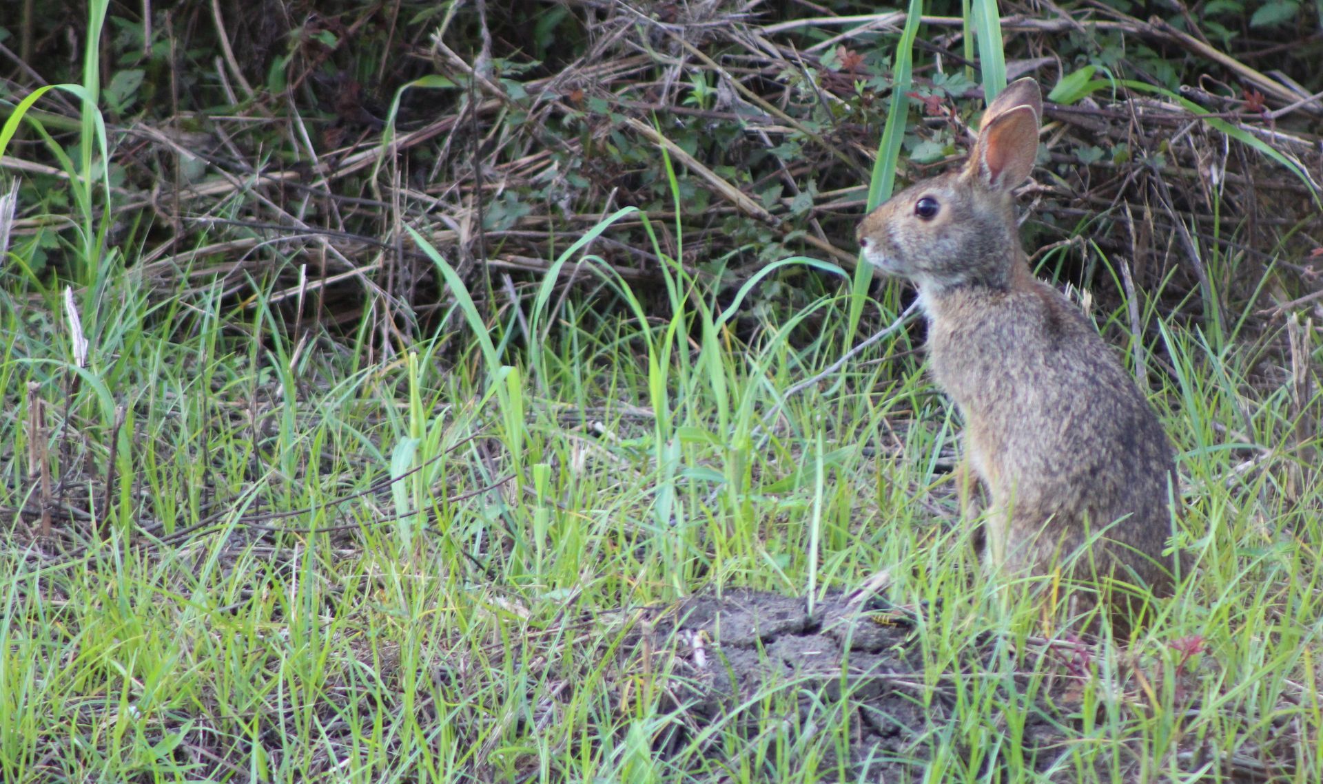 wildlife habitat photograph rabbit
