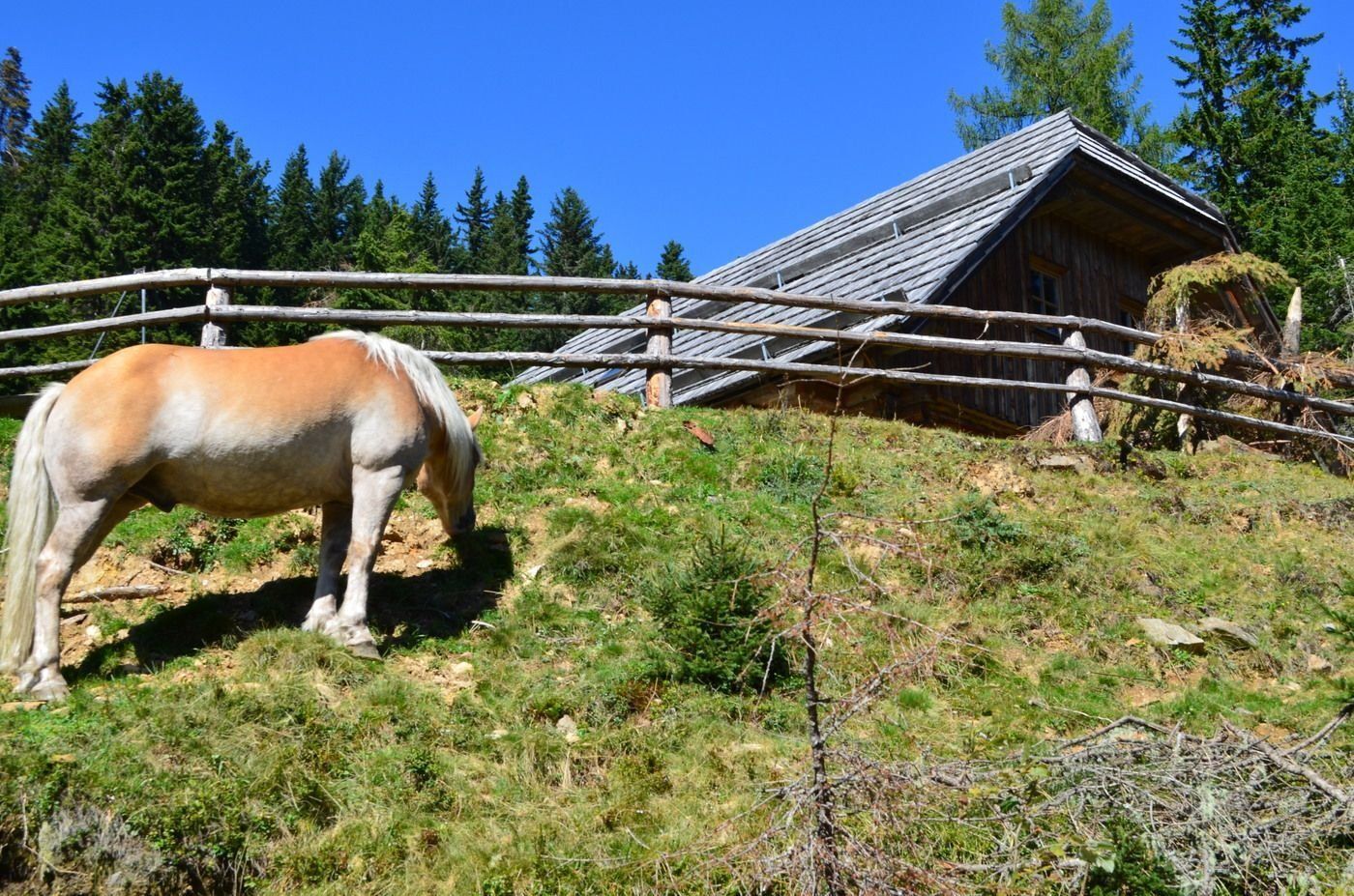 Pferde auf der Almwiese