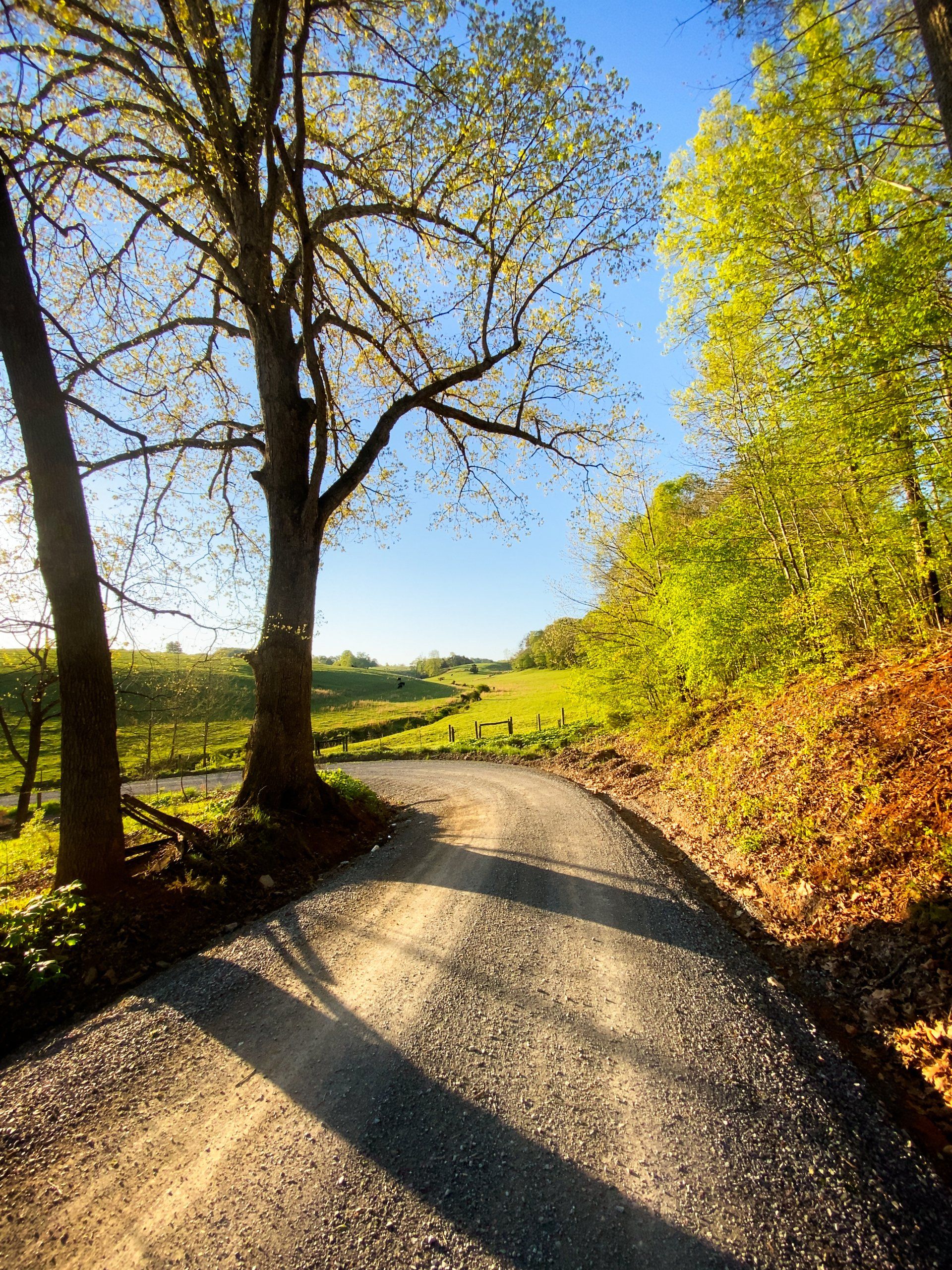A dirt road with trees on both sides of it