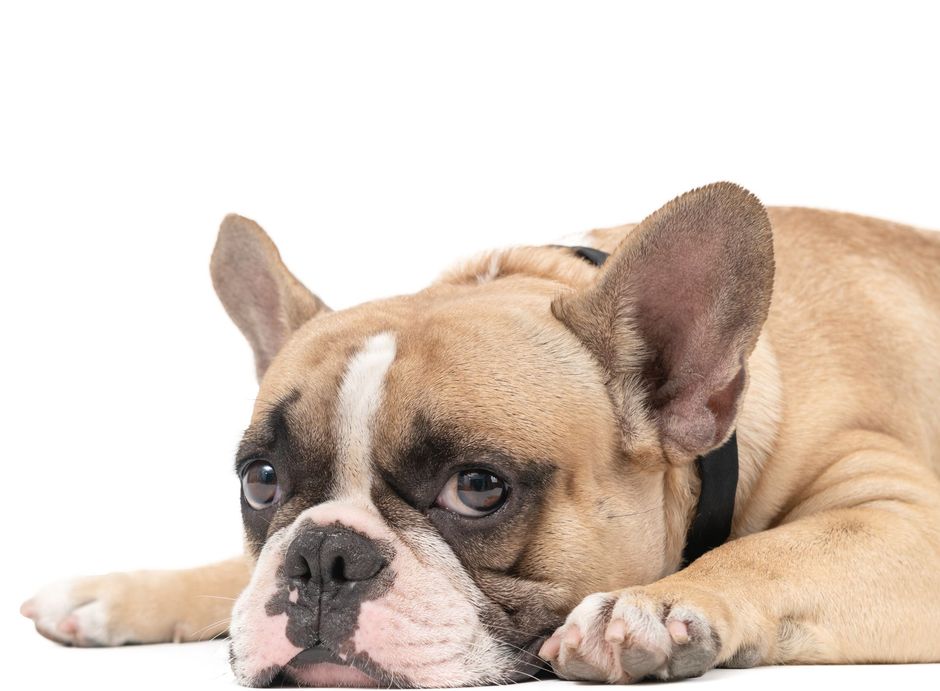 A french bulldog is laying down with its head on its paws.