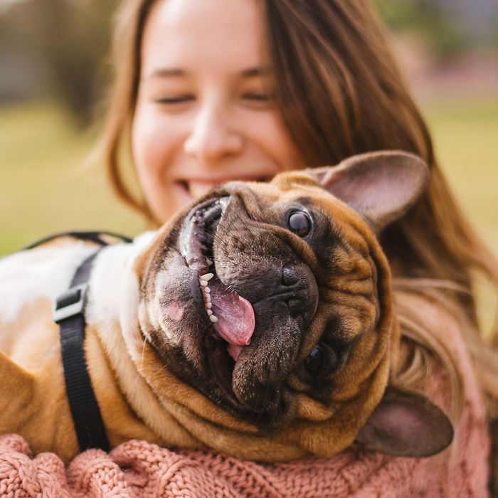 A woman is holding a french bulldog in her arms.