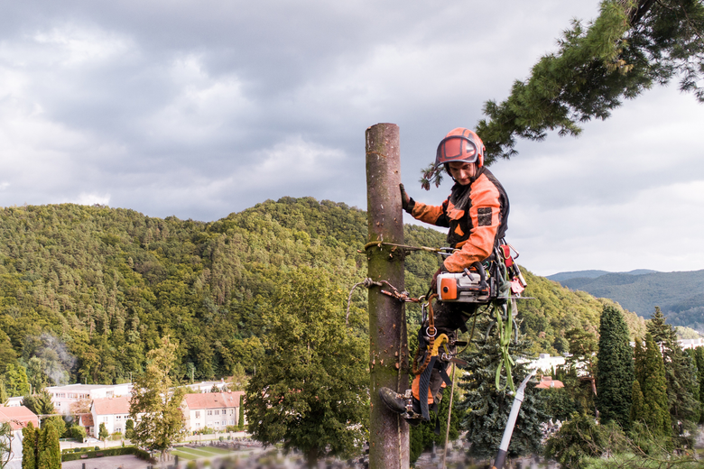 A man is climbing a tree with a chainsaw.