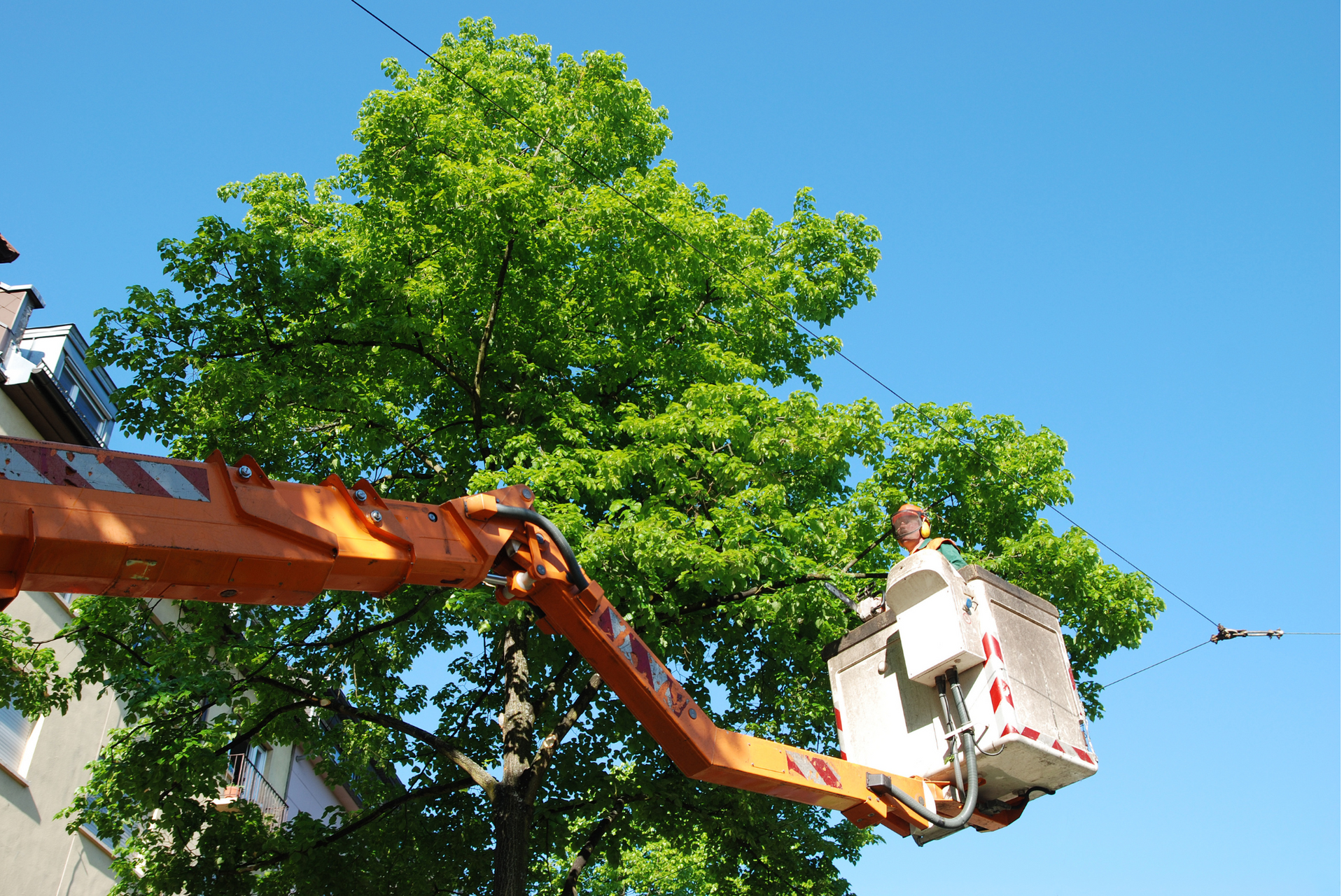 A man is sitting in a bucket on a crane cutting a tree