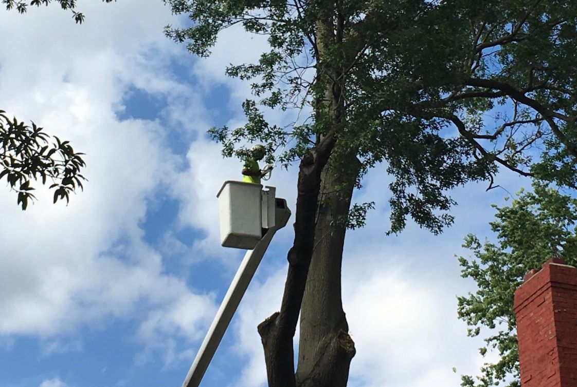 B&B Tree Service - Professional Tree Removal, Trimming And Clean-up KC