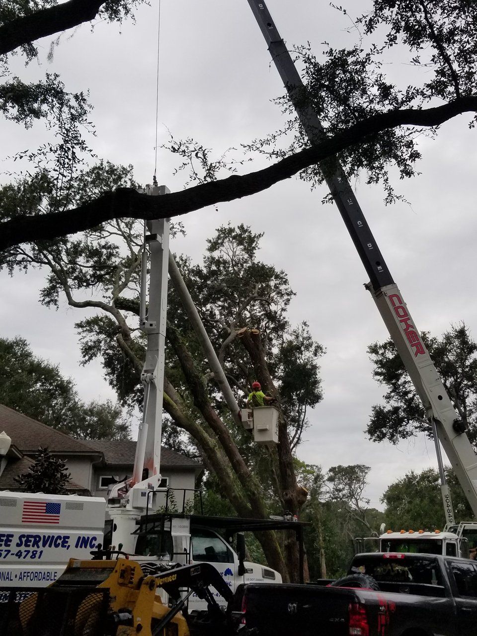 Stump Removal Jacksonville, FL & Fernandina Beach, FL Sanford’s