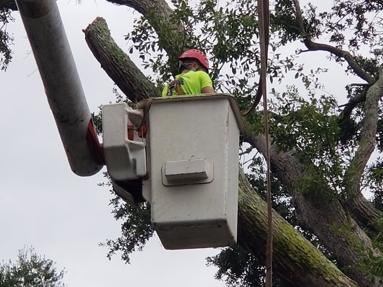 Stump Removal Jacksonville, FL & Fernandina Beach, FL Sanford’s