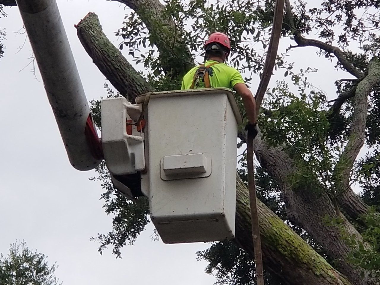 Stump Removal Jacksonville, FL &amp; Fernandina Beach, FL