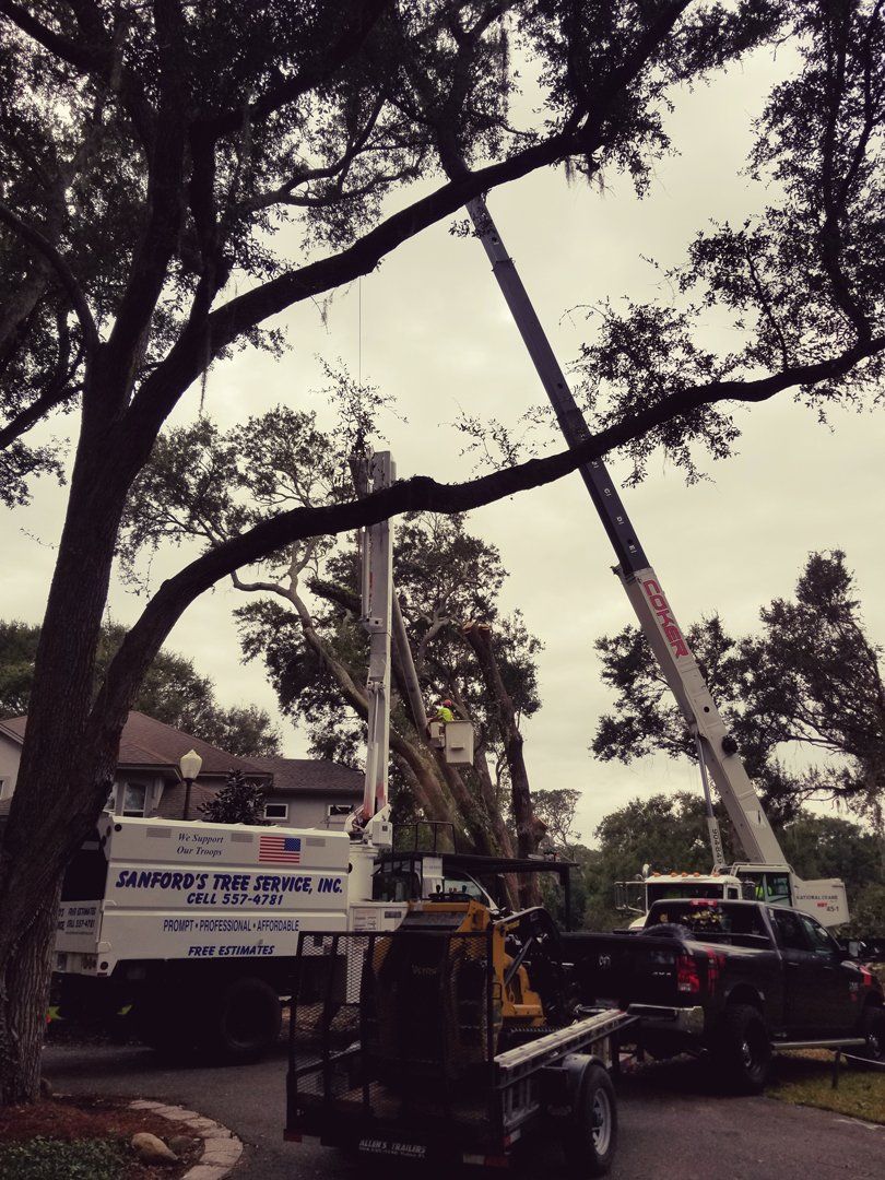 Stump Removal Jacksonville, FL &amp; Fernandina Beach, FL