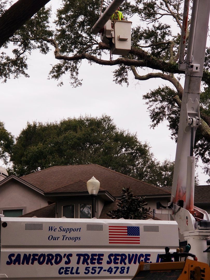 Stump Removal Jacksonville, FL &amp; Fernandina Beach, FL