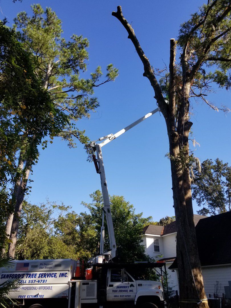 Stump Removal Jacksonville, FL &amp; Fernandina Beach, FL