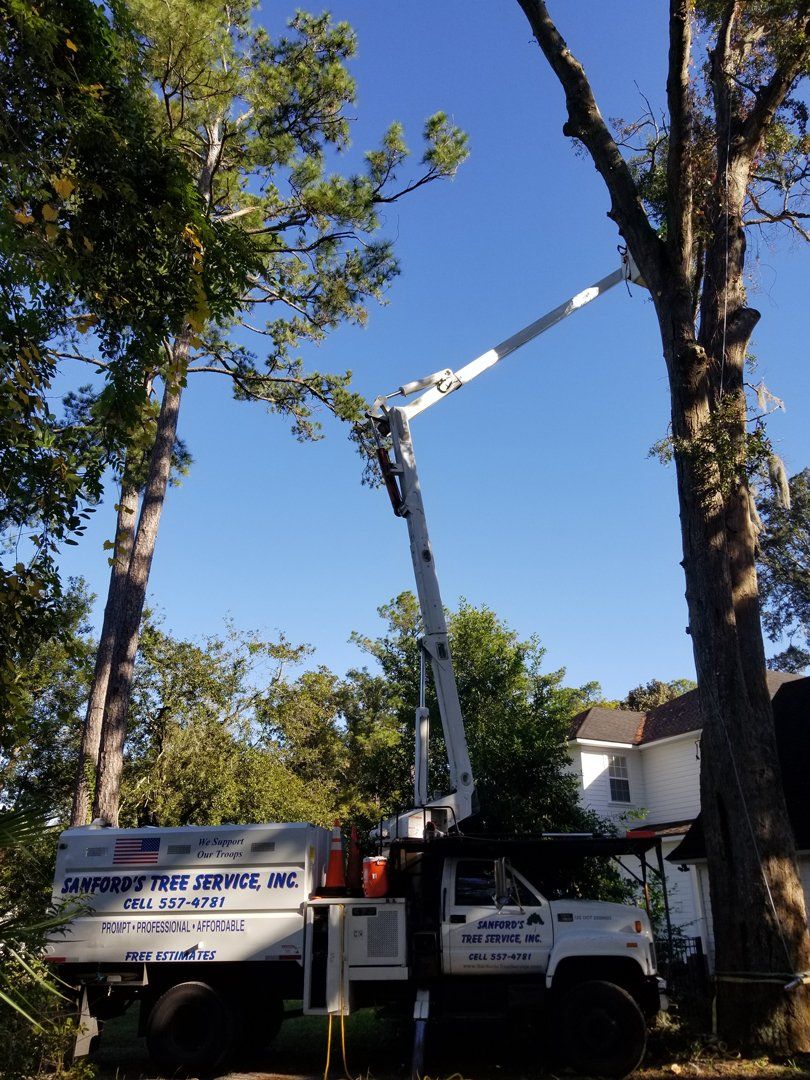 Stump Removal Jacksonville, FL &amp; Fernandina Beach, FL