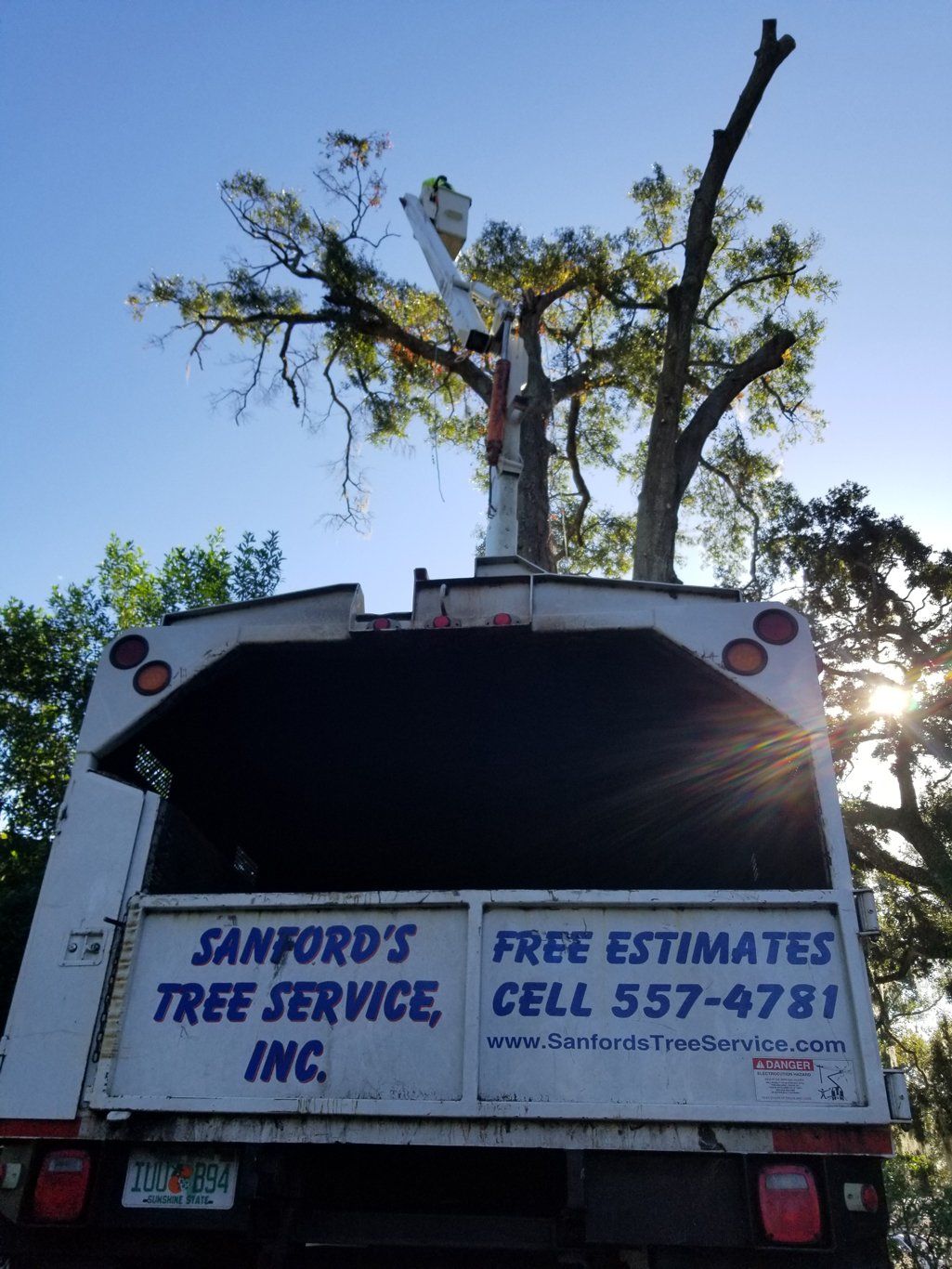 Stump Removal Jacksonville, FL &amp; Fernandina Beach, FL