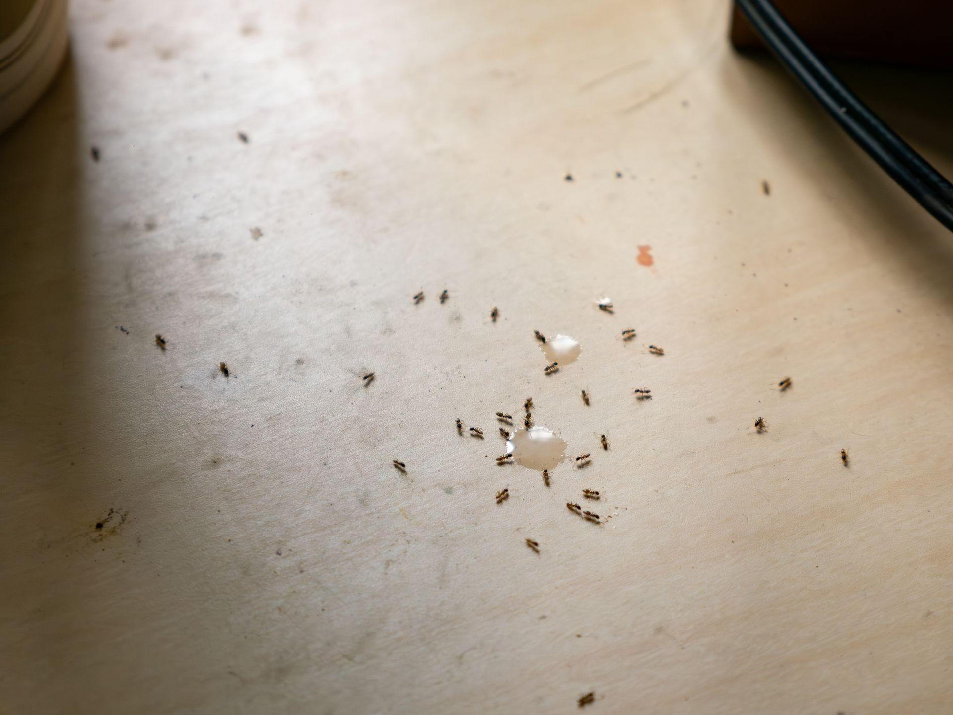 A man wearing a white protective suit and mask sprays for pests, illustrating a pest control company
