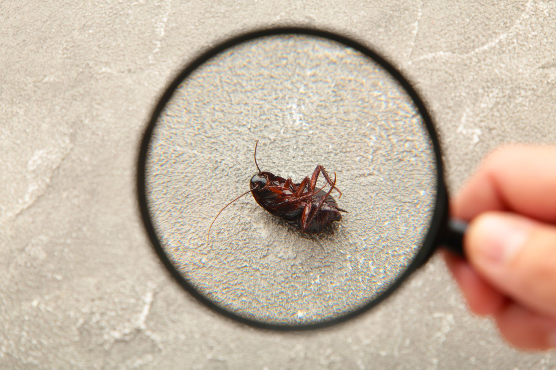 Hand holding a magnifying glass over a dead cockroach lying on its back on a textured surface