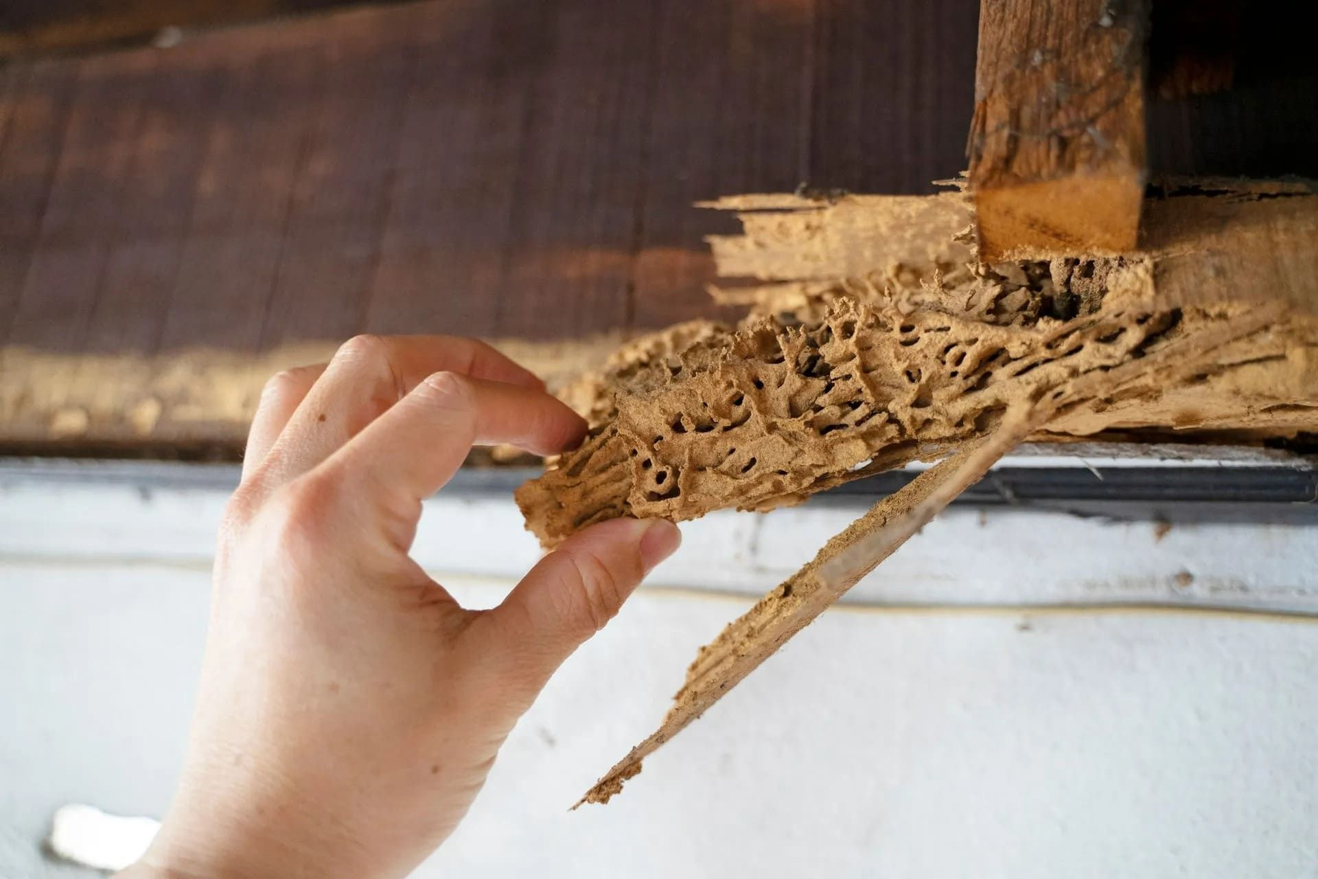 Hand holding wood riddled with termite damage near a wall.