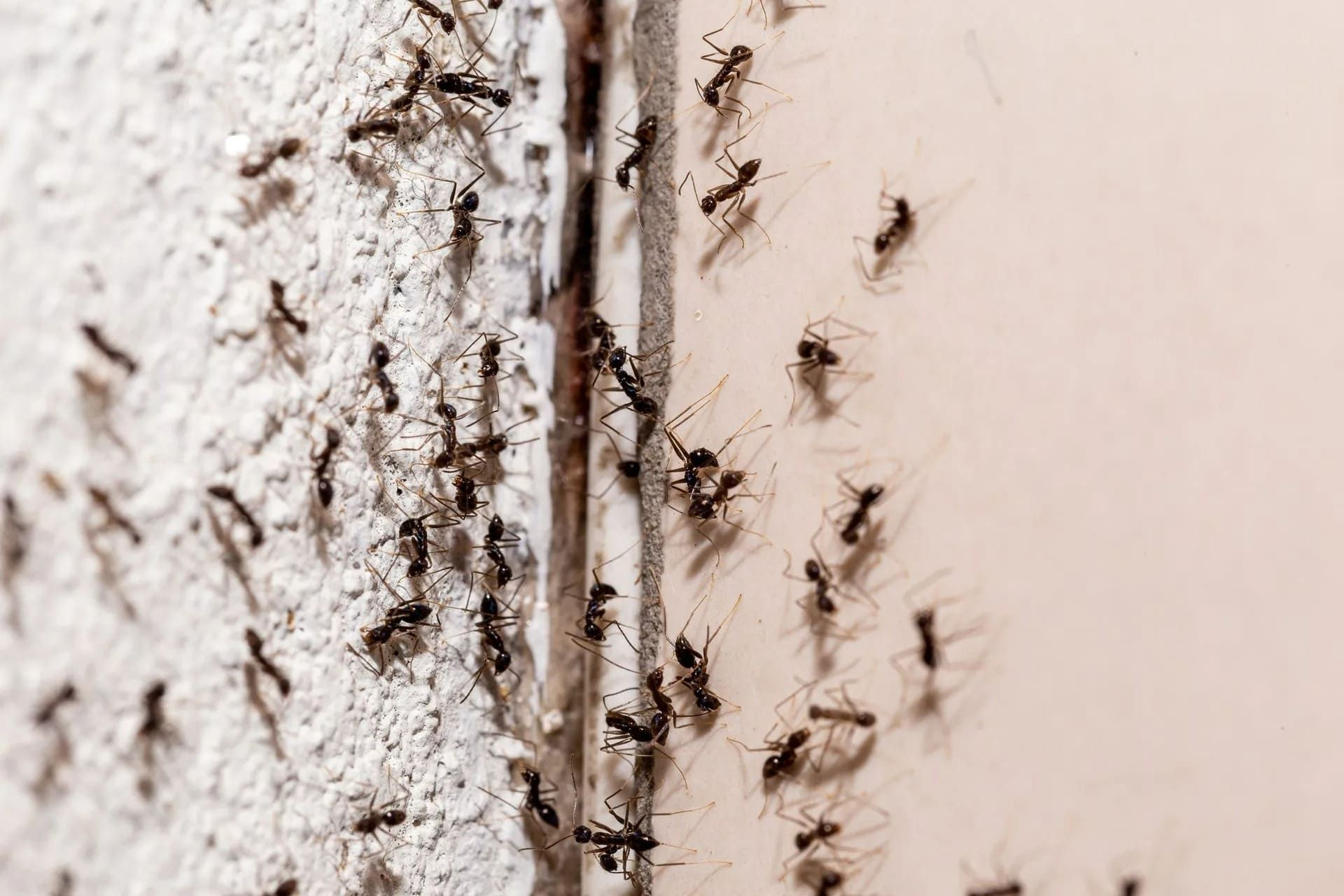 Bugs on the wall, coming out through crack in the wall, sweet ant infestation indoors. Bugs on the wall, coming out through crack in the wall, sweet ant infestation indoors.