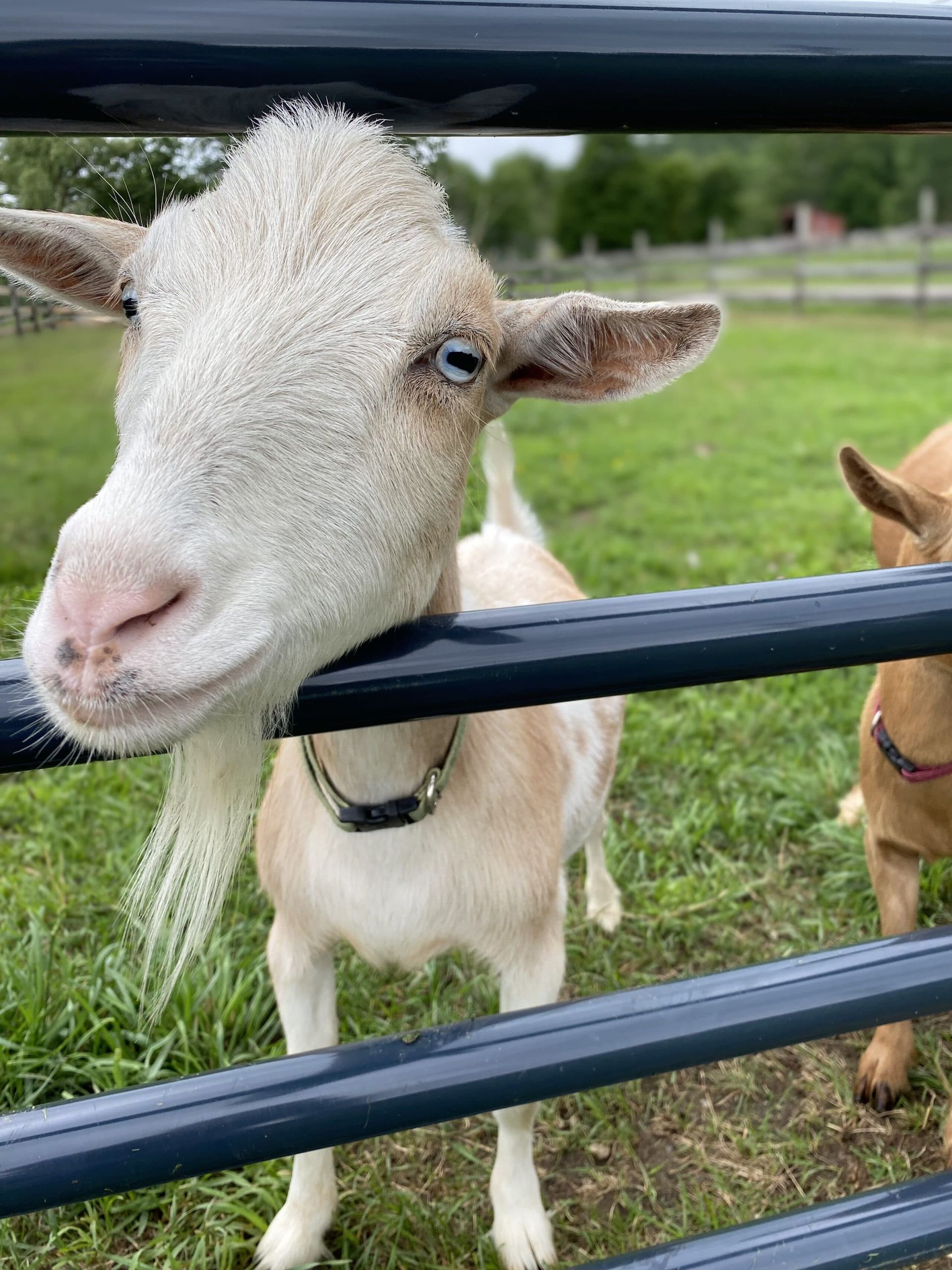 A goat with a beard is sticking its head through a fence.