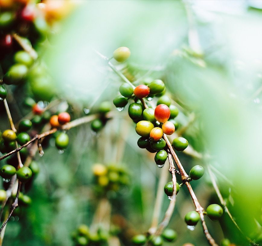Cerezas de café madurando en una rama, con colores que varían del verde al rojo, con gotitas de agua.
