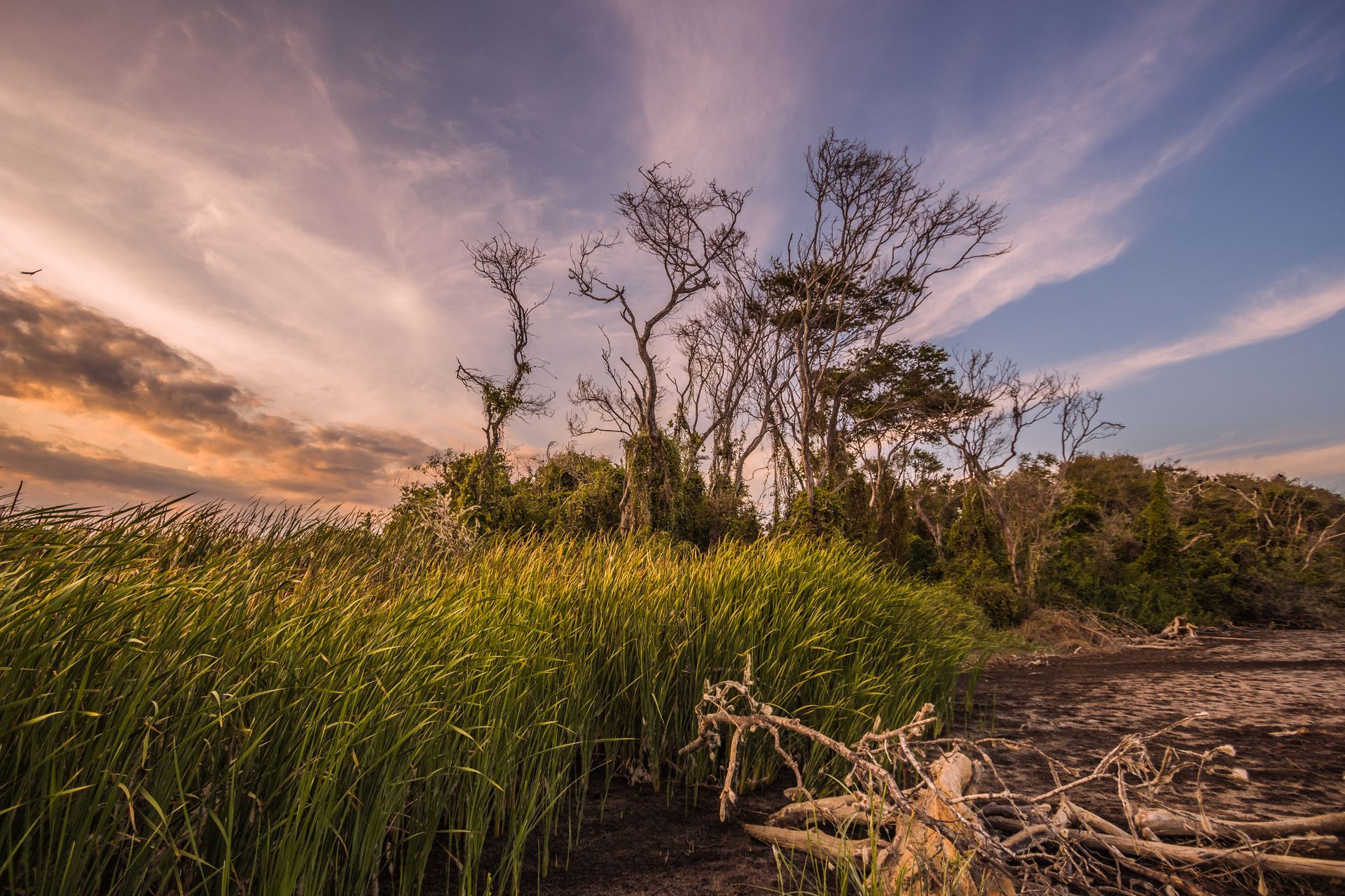 Hierba alta y árboles desnudos bajo un cielo nublado al atardecer.