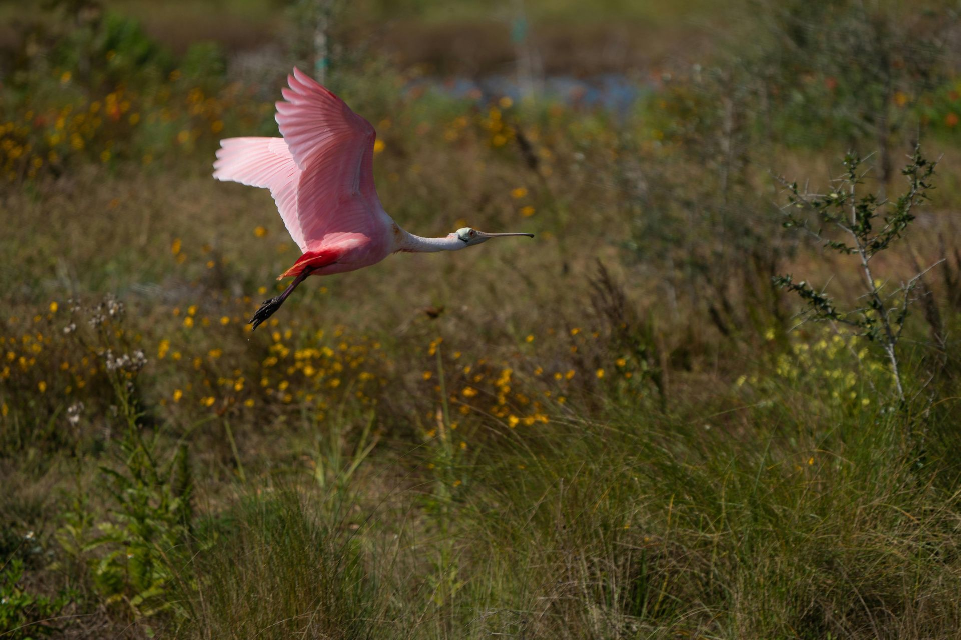 Espátula rosada en vuelo sobre un pantano, alas rosadas, pico largo y patas rojas.