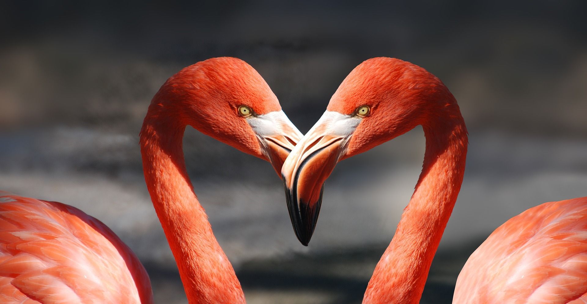 Great Valentines Day Flamingo photo!