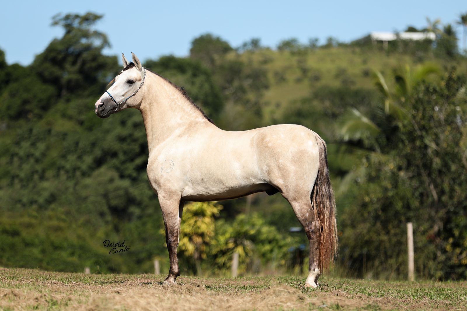 Faísca do Derrubado