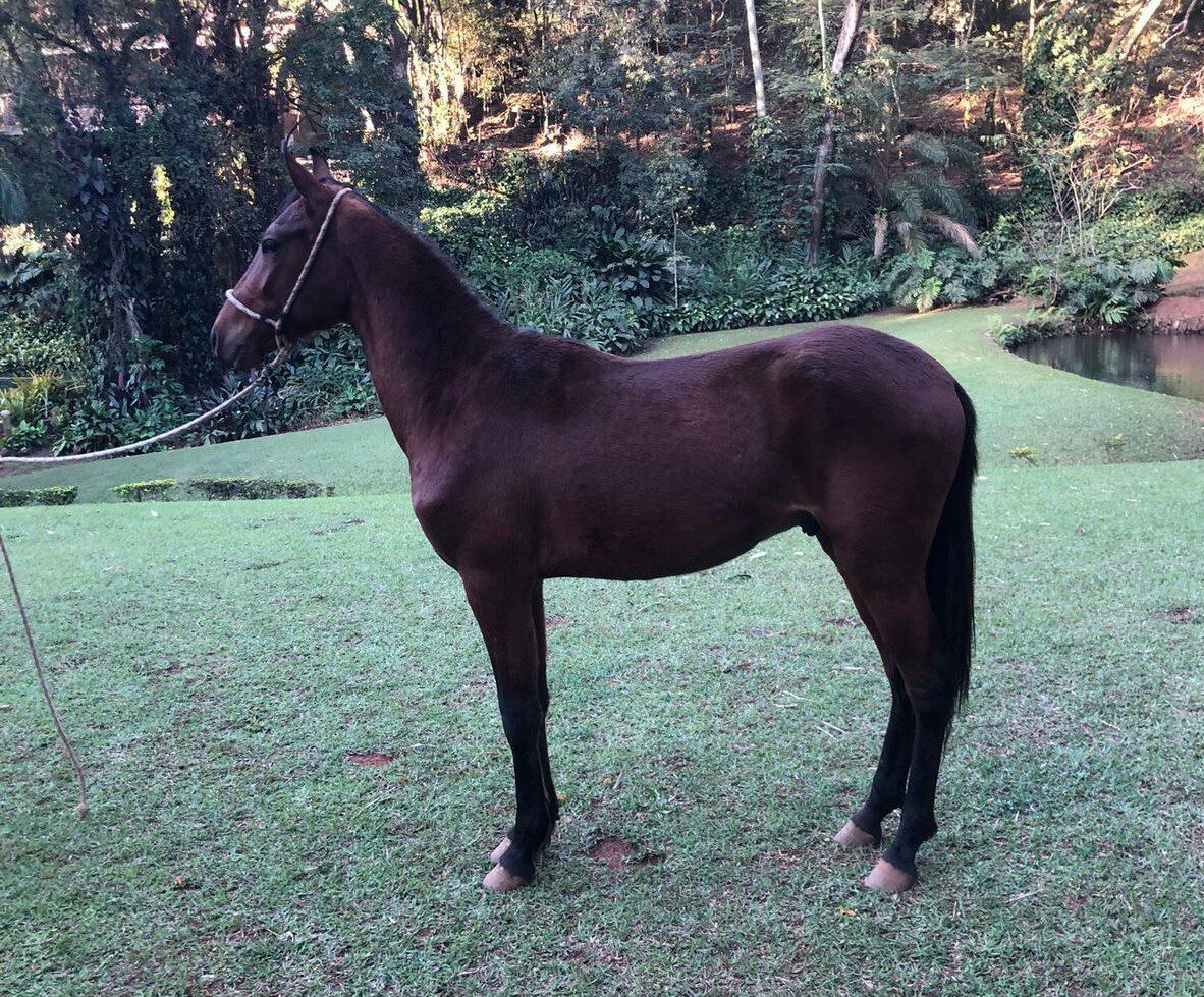 Faísca do Derrubado