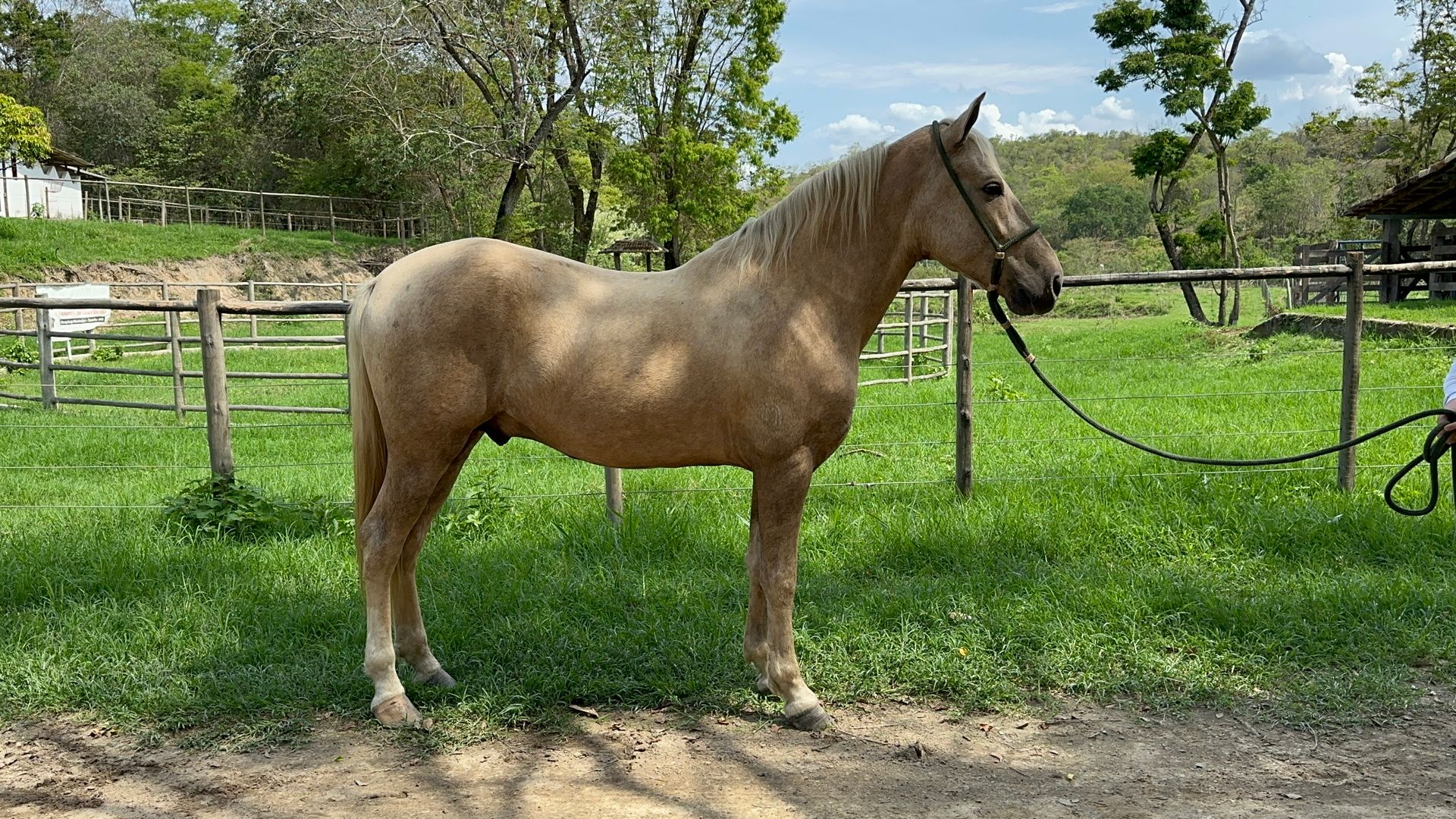 Maximus Peron