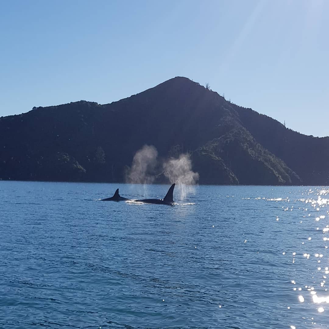 Project work by Scope Surveying Marlborough