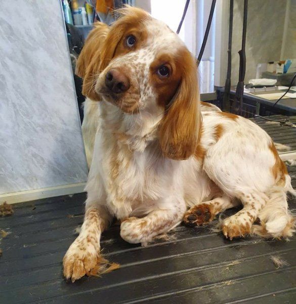 brown and white cocker spaniel