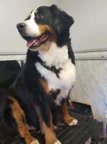 black white and brown dog