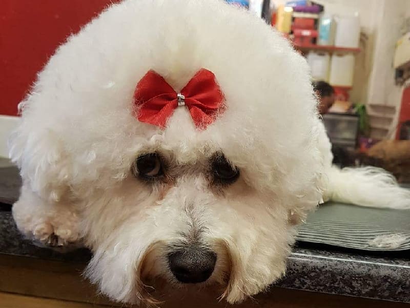 white dog red bow