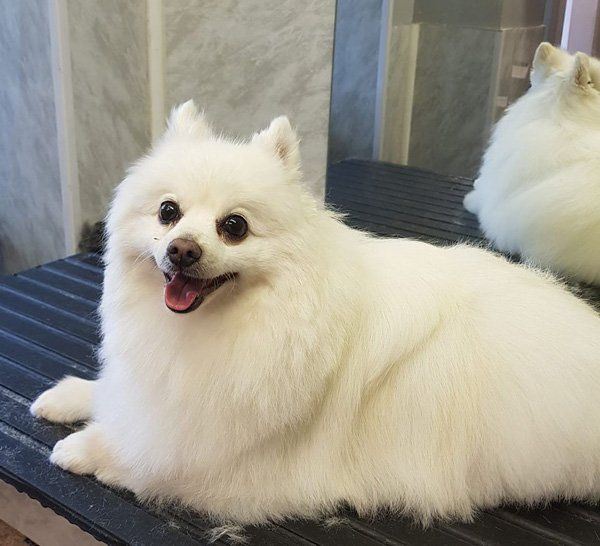 small white dog after grooming