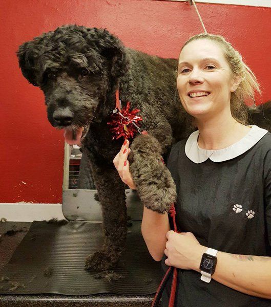 large black dog after grooming