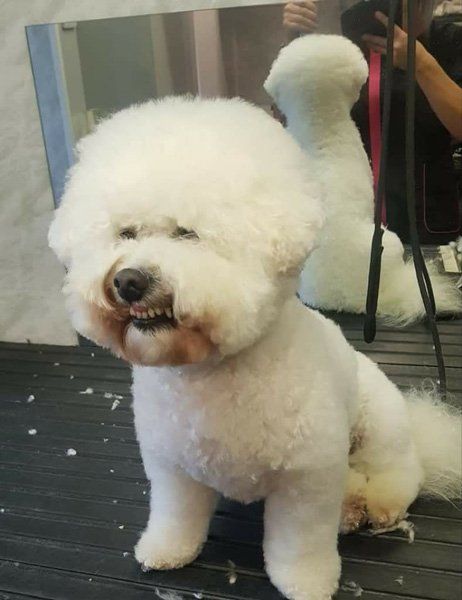 small fluffy white dog