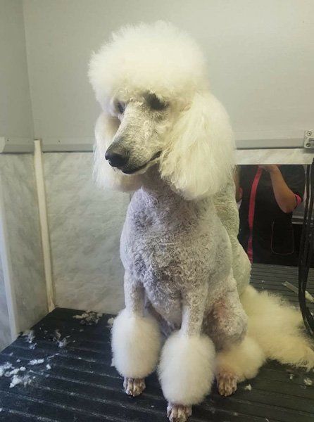 white poodle