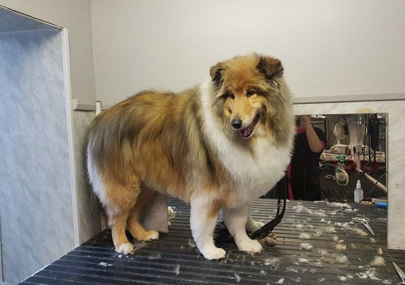 dog after grooming
