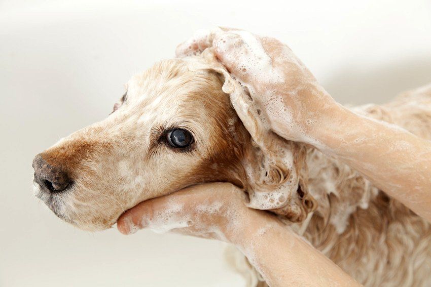 dog washing with shampoo