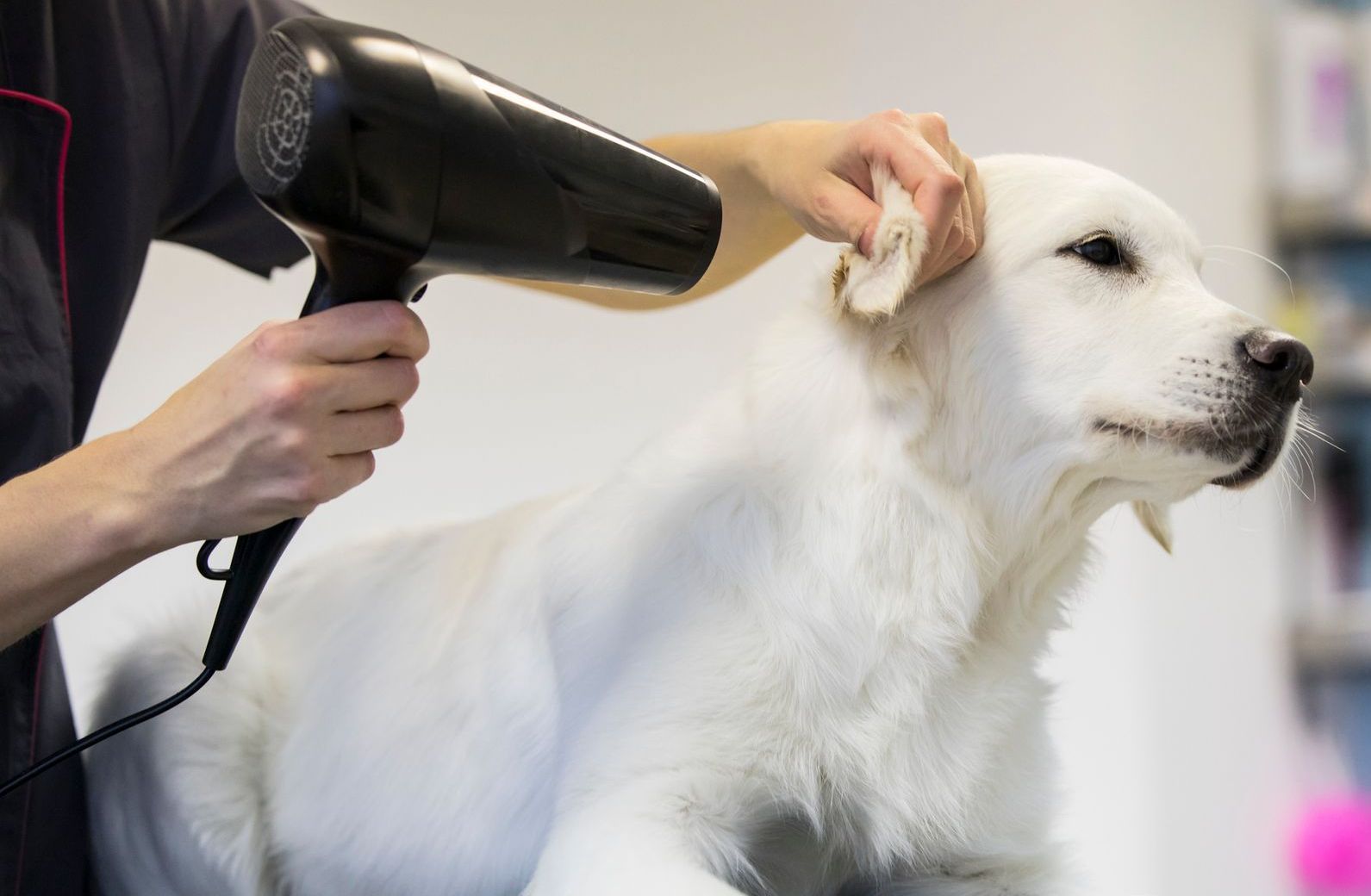 toelettatura animali