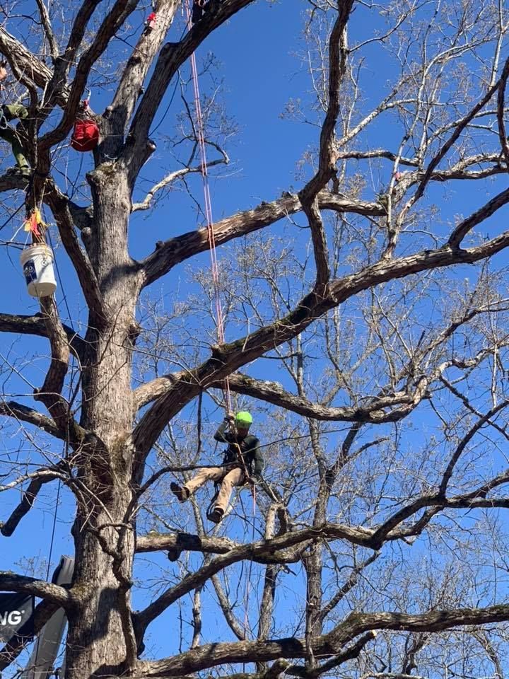 Tree Trimming Charleston